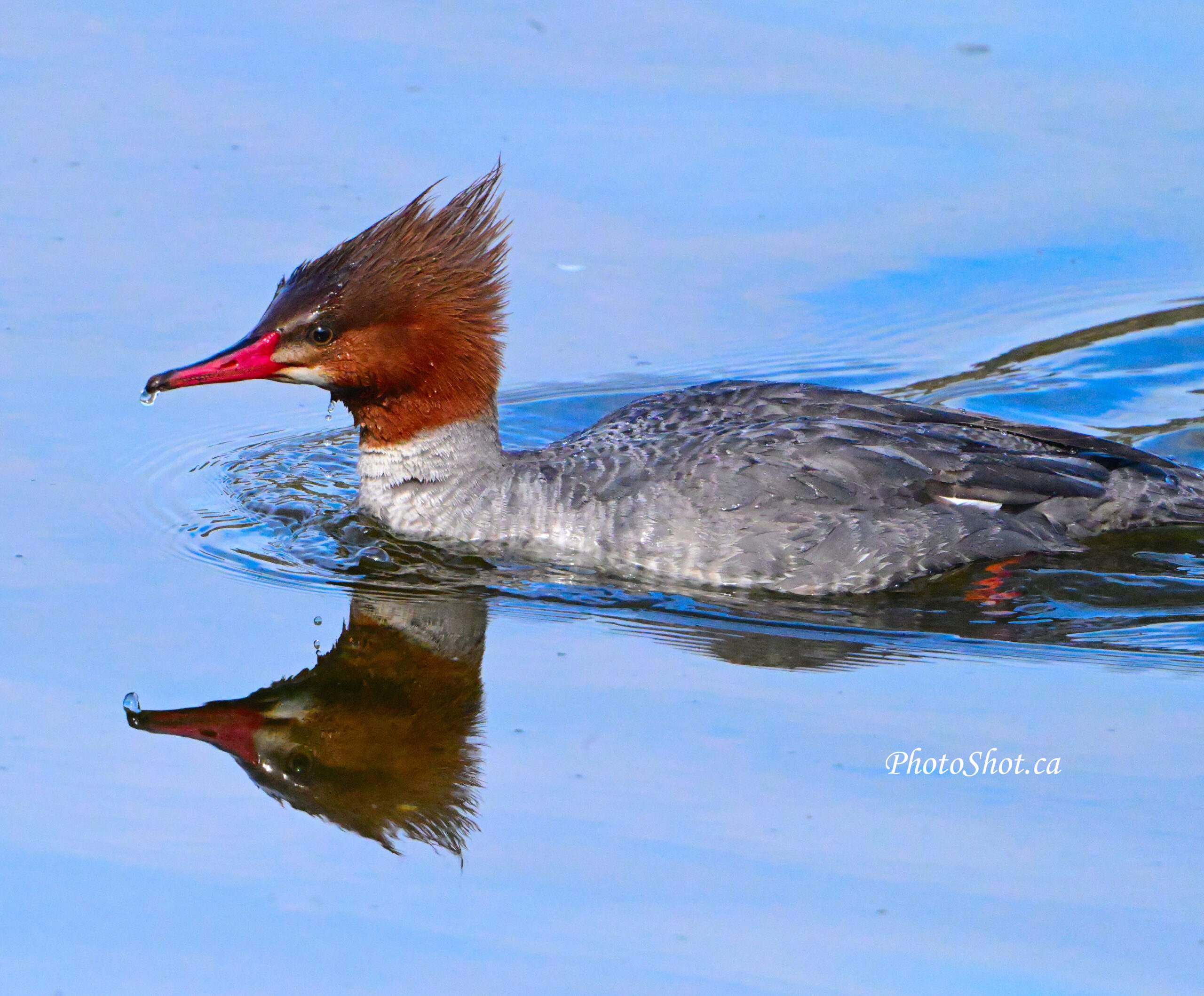 Female Merganser2
