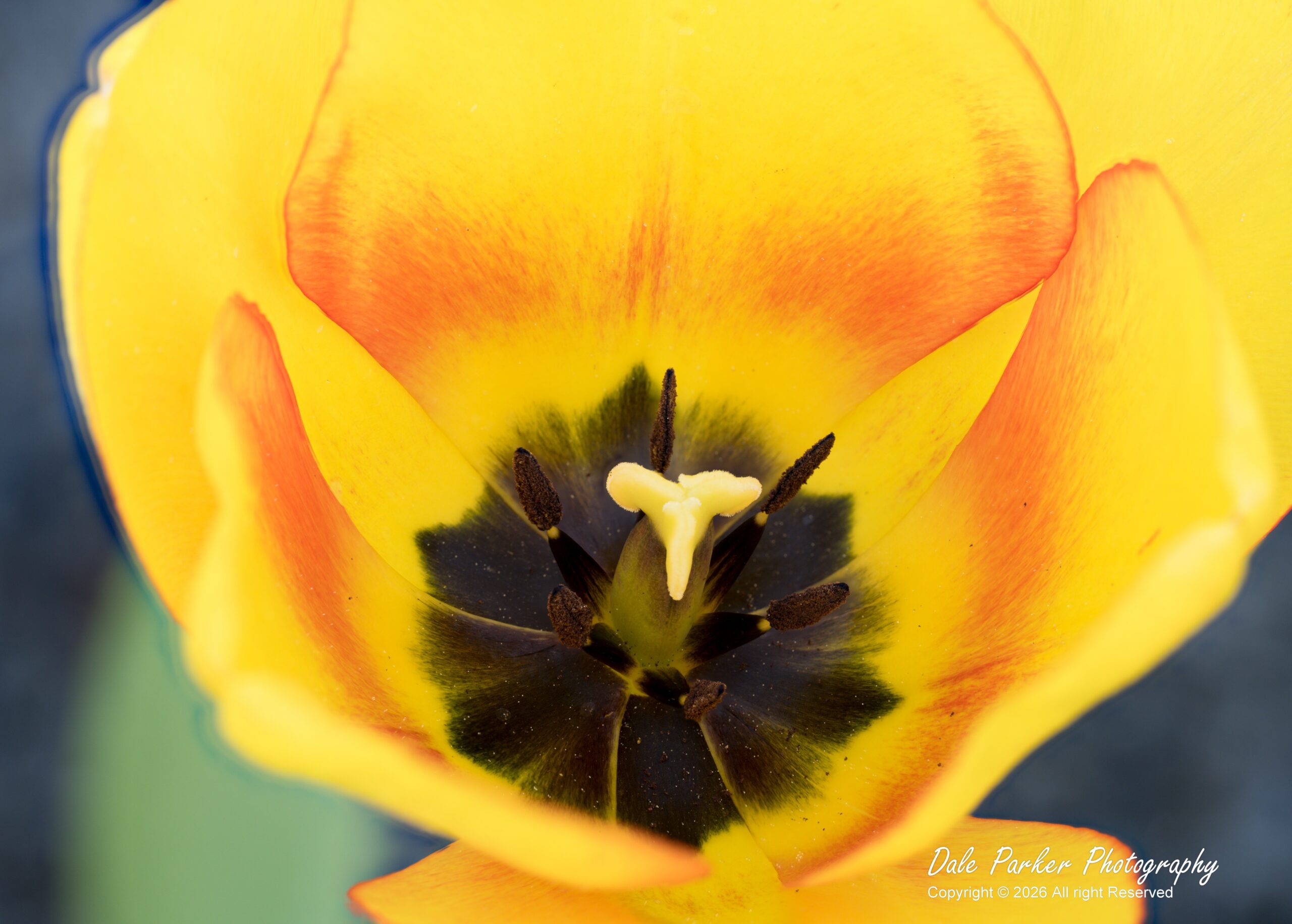 Tulip Yellow (1 of 1)