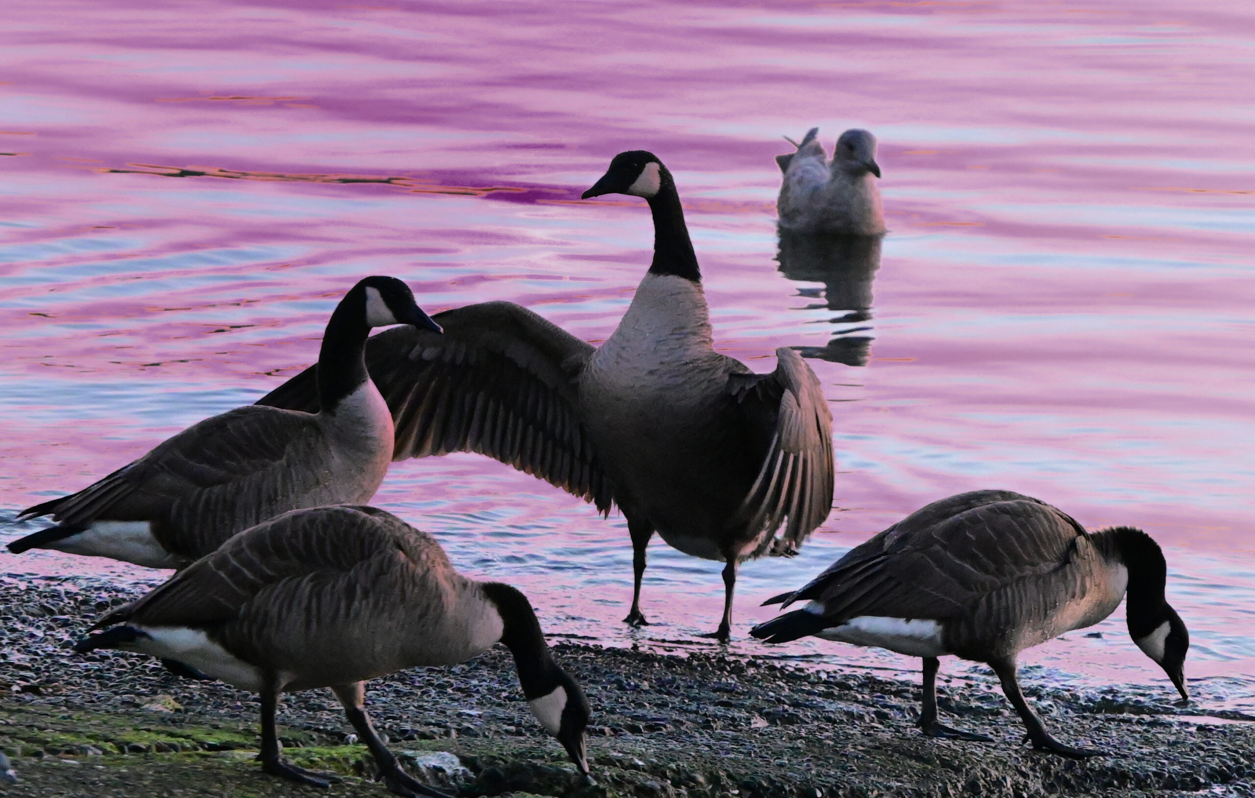 Morning Harmony