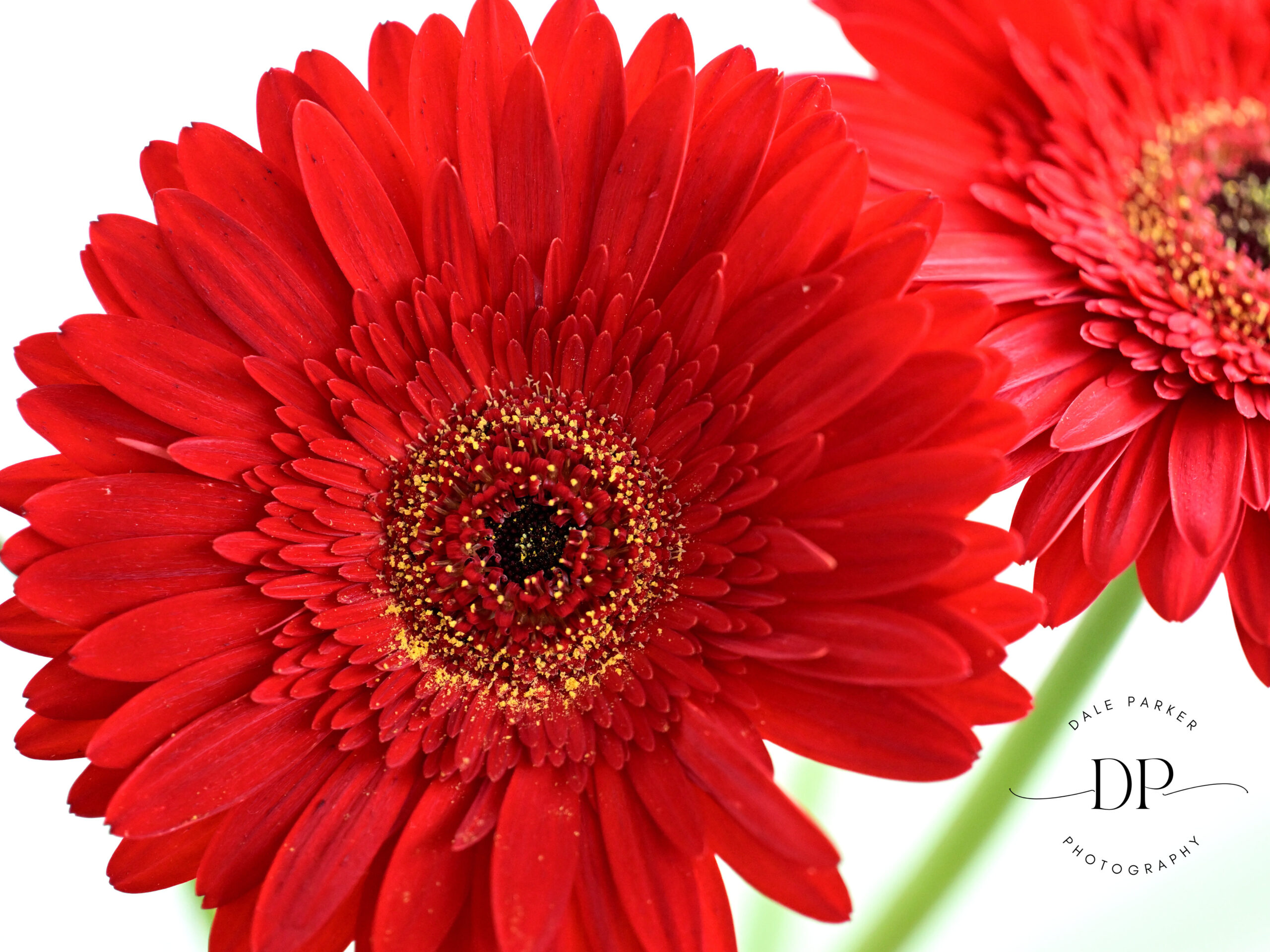 Gerbera Daisy