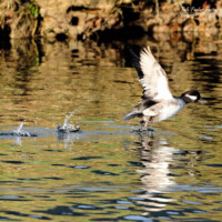 Black-tailed Godwit in mid-flight