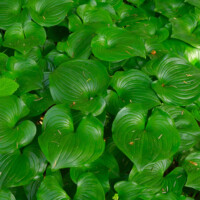 Rainforest Hosta