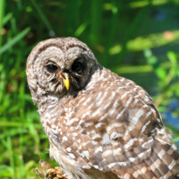 Barred Owl