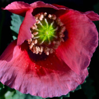 Iceland Poppy