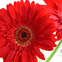 Gerbera Daisy