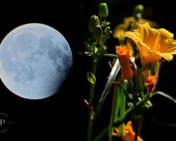 Celestial Bloom