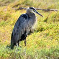 Resting Blue Heron